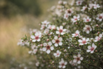 Blüten der Manuka-Pflanze (Leptospermum scoparium) in natürlicher Umgebung